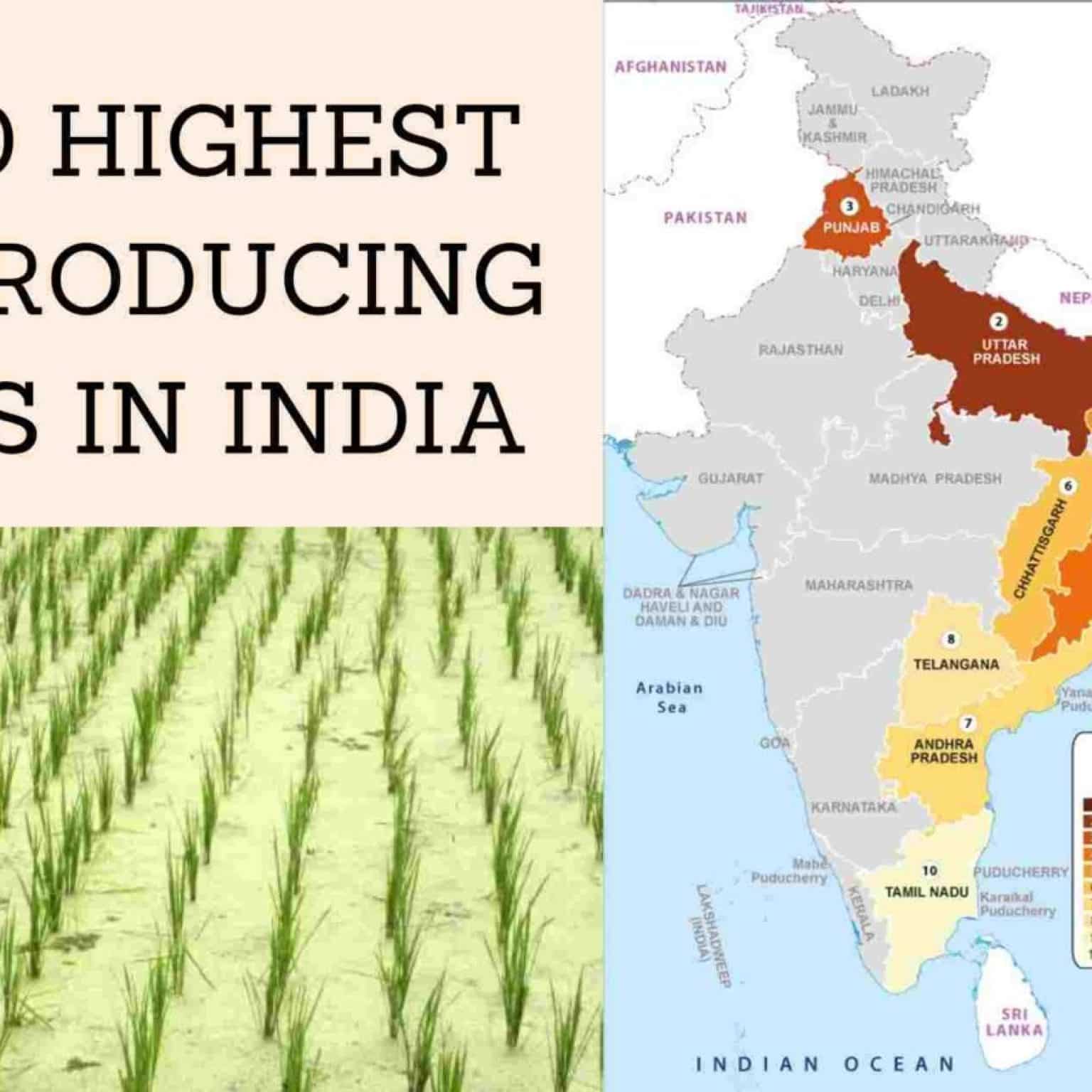 Top Highest Rice Production States In India Detailed