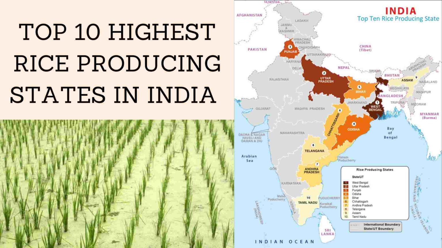 top-10-highest-rice-production-state-in-india